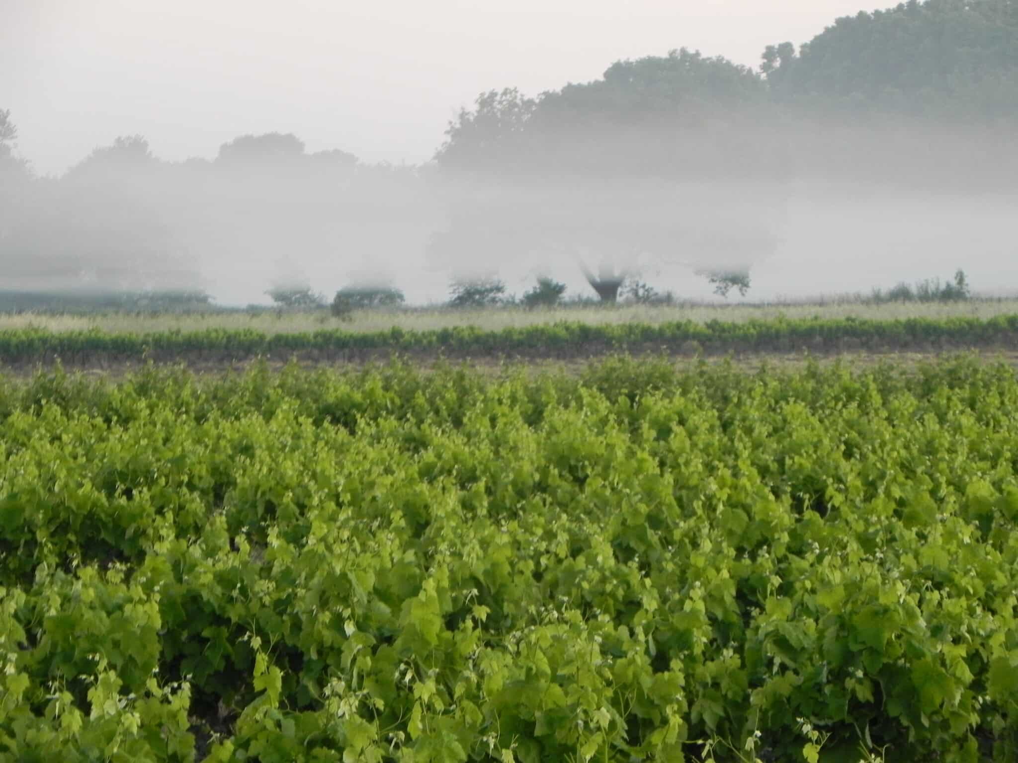 CIRCUIT AUTOUR DE SAINT-SÉRIÈS ESPACE VTT-FFC PAYS DE LUNEL Entre-Vignes Occitanie CIRCUIT AUTOUR DE SAINT-SÉRIÈS ESPACE VTT-FFC PAYS DE LUNEL Entre-Vignes Occitanie