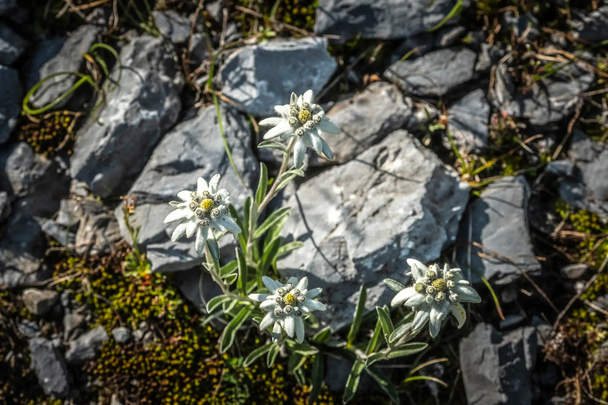 Le jardin aux Edelweiss Eaux-Bonnes Nouvelle-Aquitaine