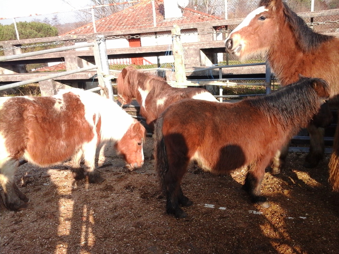 Foire aux Pottok Espelette dimanche 26 janvier 2025