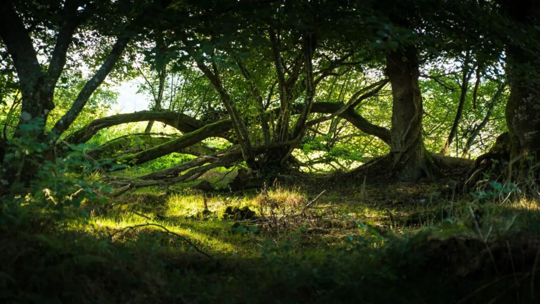 foret trinité langonnet olivier le dour