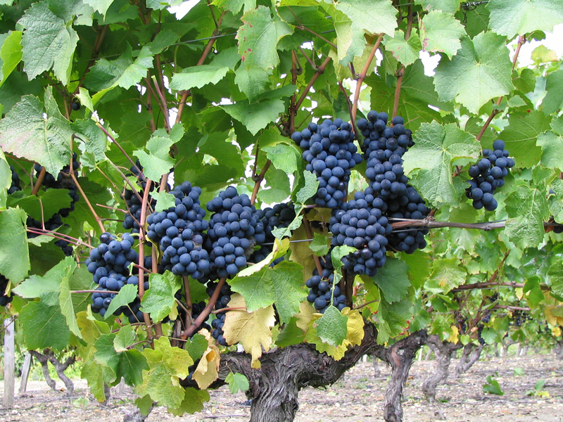 Découverte du vignoble Chitenay Centre-Val de Loire