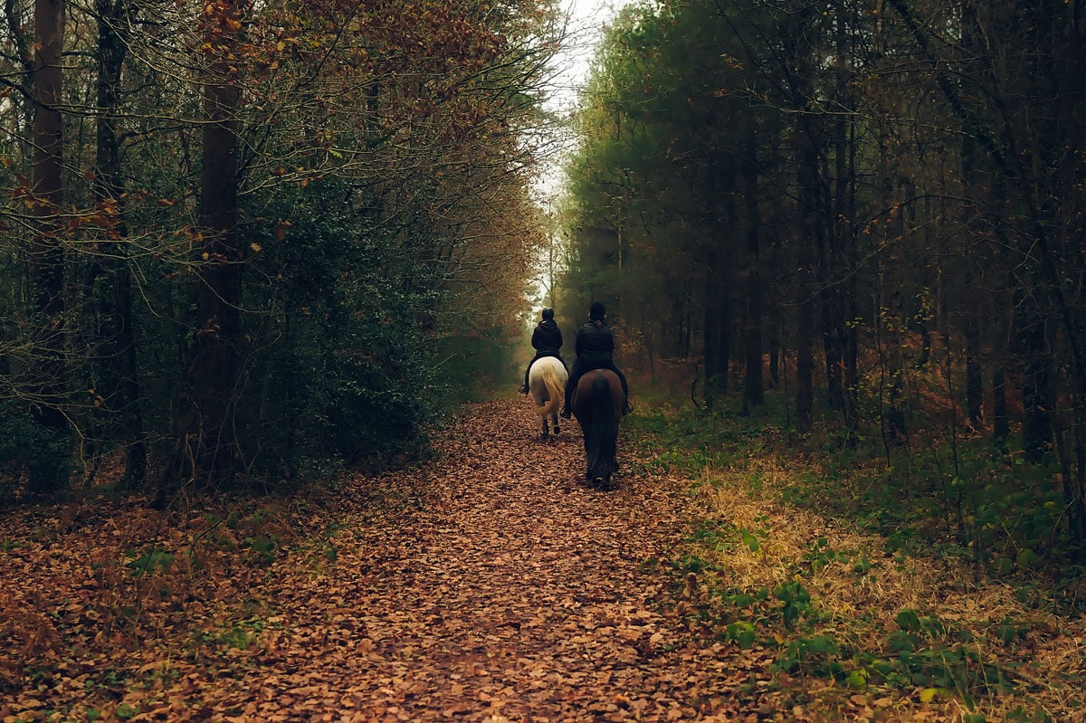 La forêt de Grimbosq Les Moutiers-en-Cinglais Normandie