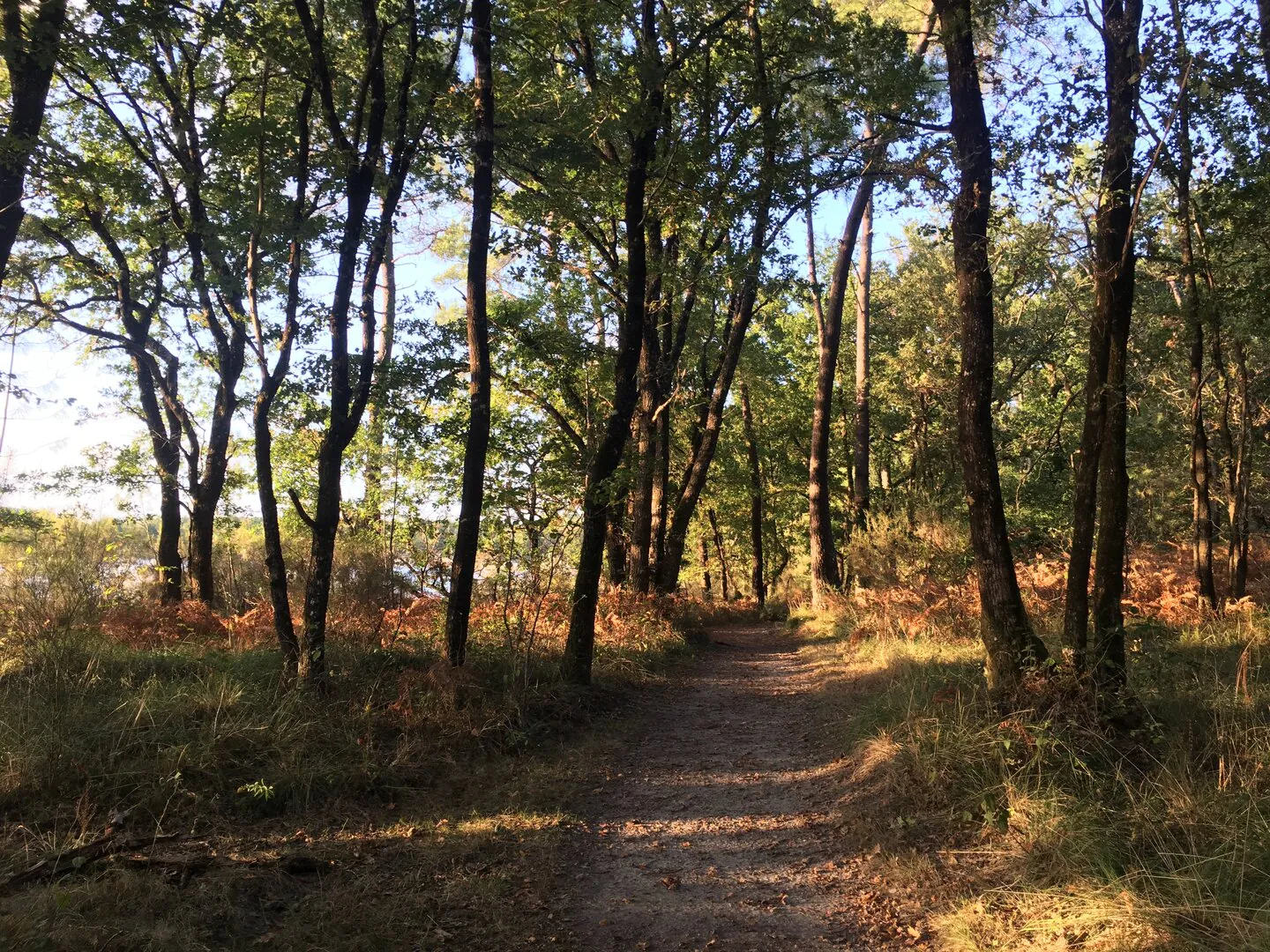 Parcours VTT FFC N°8 au départ de Riberac Ribérac Nouvelle-Aquitaine