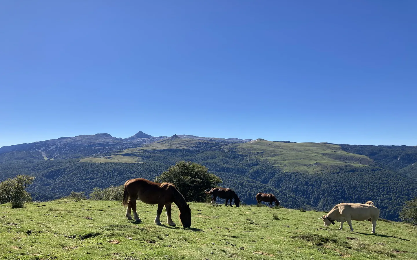 N°11 Barétous Crêtes d'Issarbe Lanne-en-Barétous Nouvelle-Aquitaine