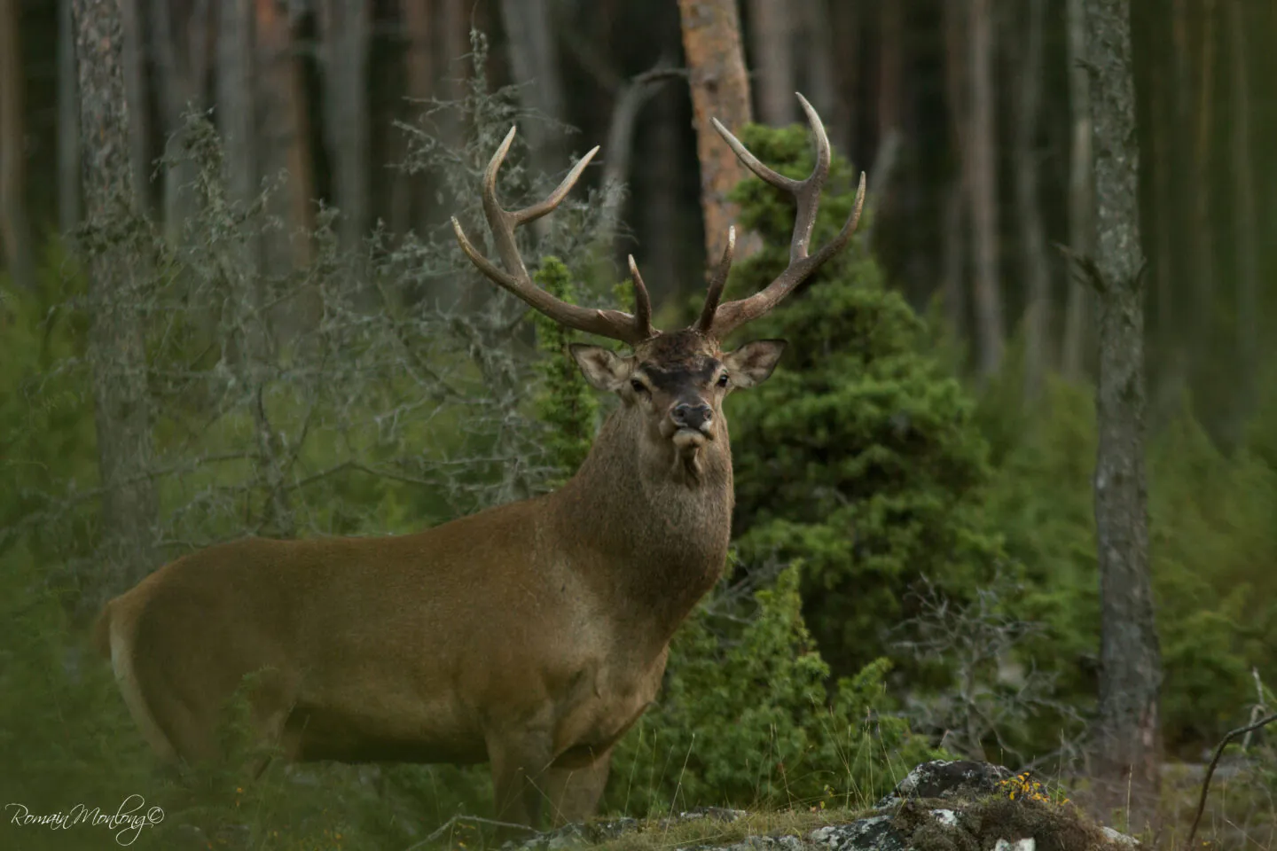 REPAS DE CHASSE - DIANE CANOURGUAISE