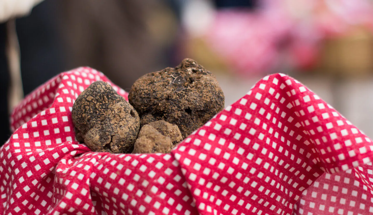 Balades commentées autour de la truffe