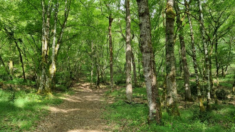 Conférence Forêts d'ici et d'ailleurs