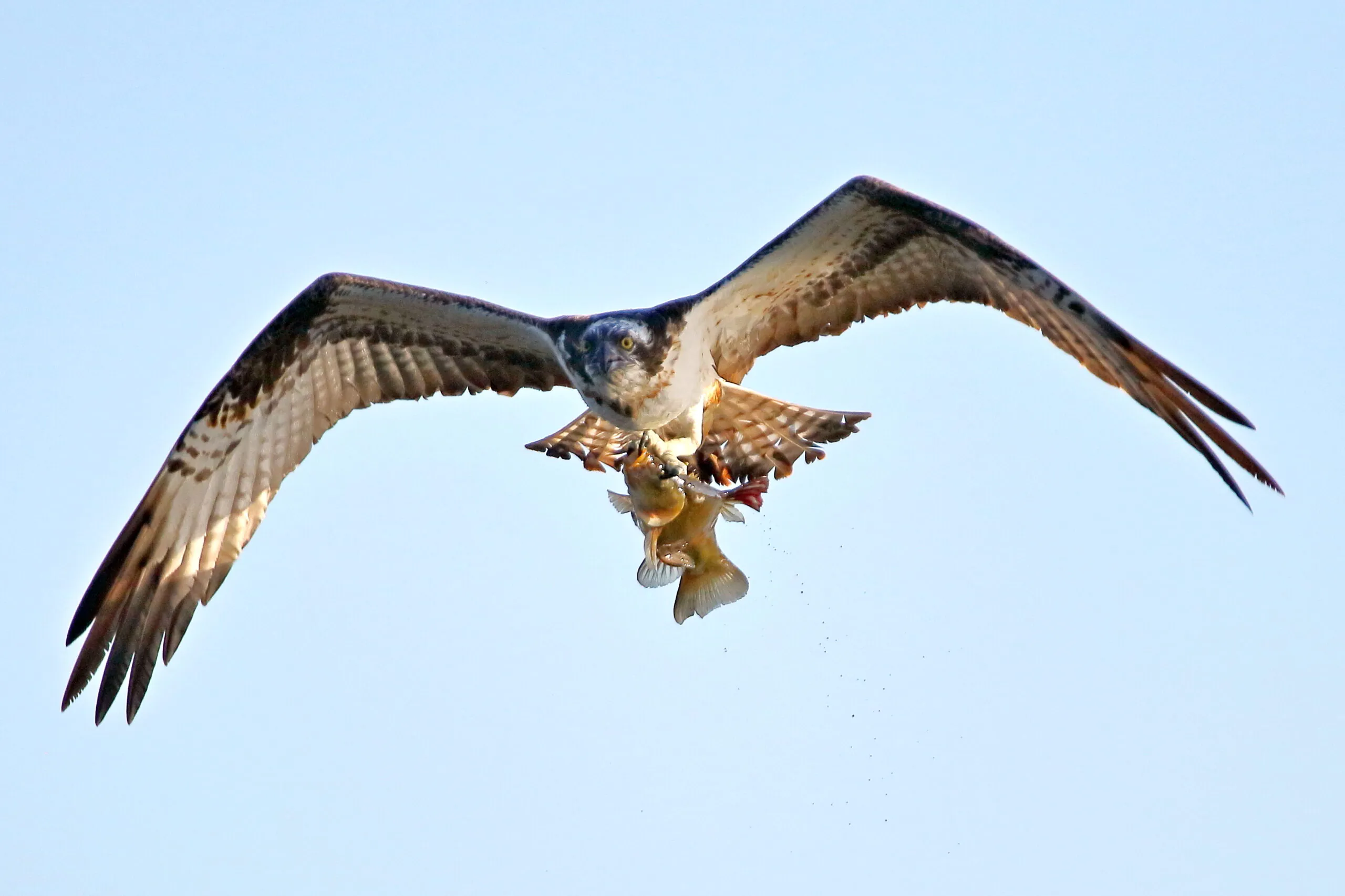 Exposition photos "Oiseaux du Berry et d'ailleurs"