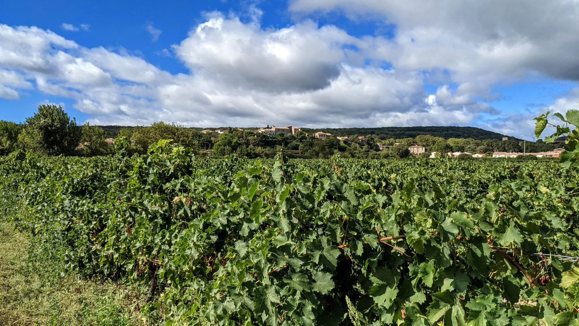 OENORANDO® DES VIGNES ET VOLCANS DE FONTES Fontès Occitanie