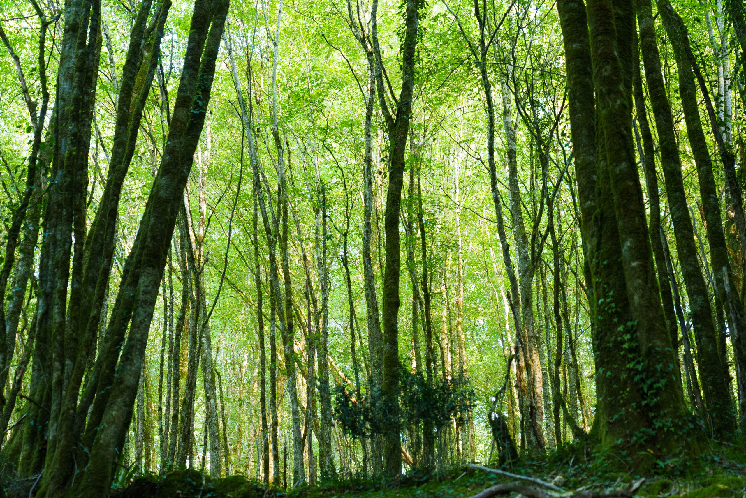 Parcours trail Les Eyzies n°4 Montignac-Lascaux Nouvelle-Aquitaine