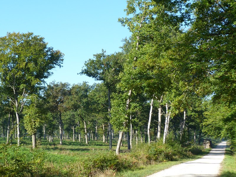 Chemin de l'Arboretum Ingrannes Centre-Val de Loire