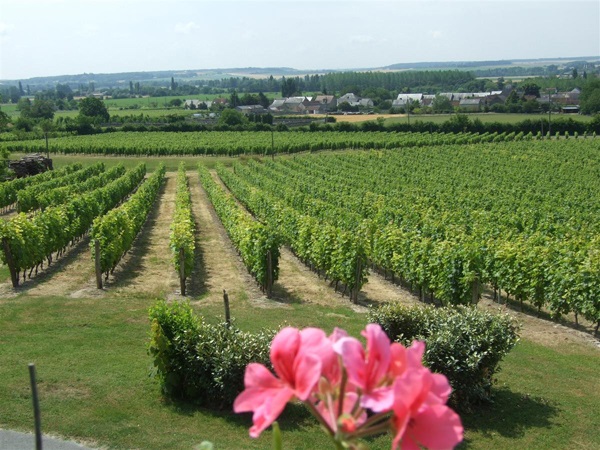 Entre bois de Juche-Pie et vignobles des Folies Panzoult Centre-Val de Loire