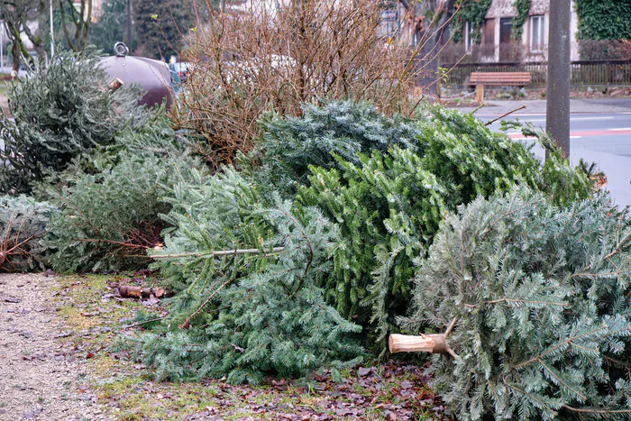 Collecte de sapins de Noël Parking du Stade de foot