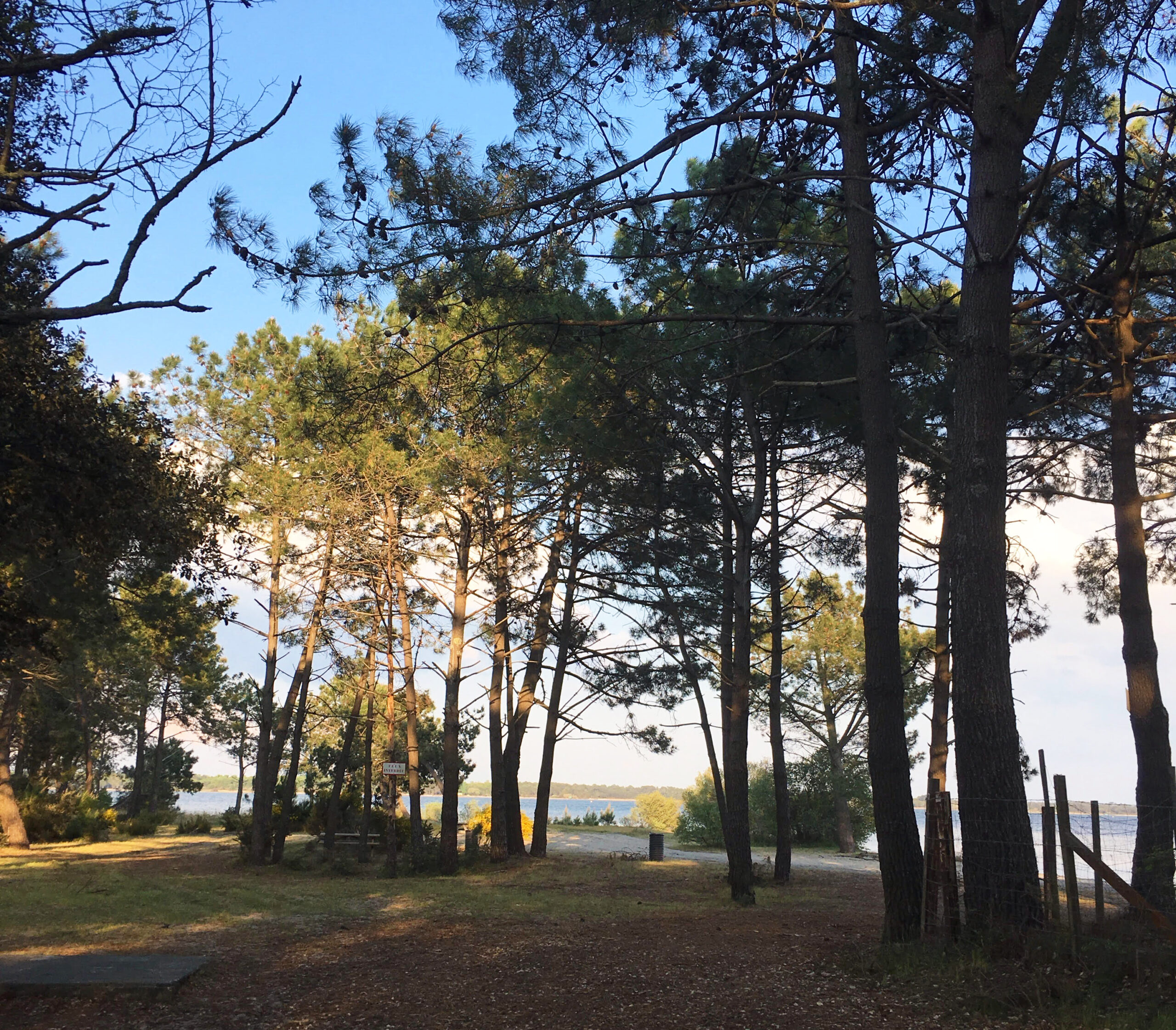 Sentier des chevreuils sportifs Réserve Naturelle de Hourtin Hourtin Nouvelle-Aquitaine