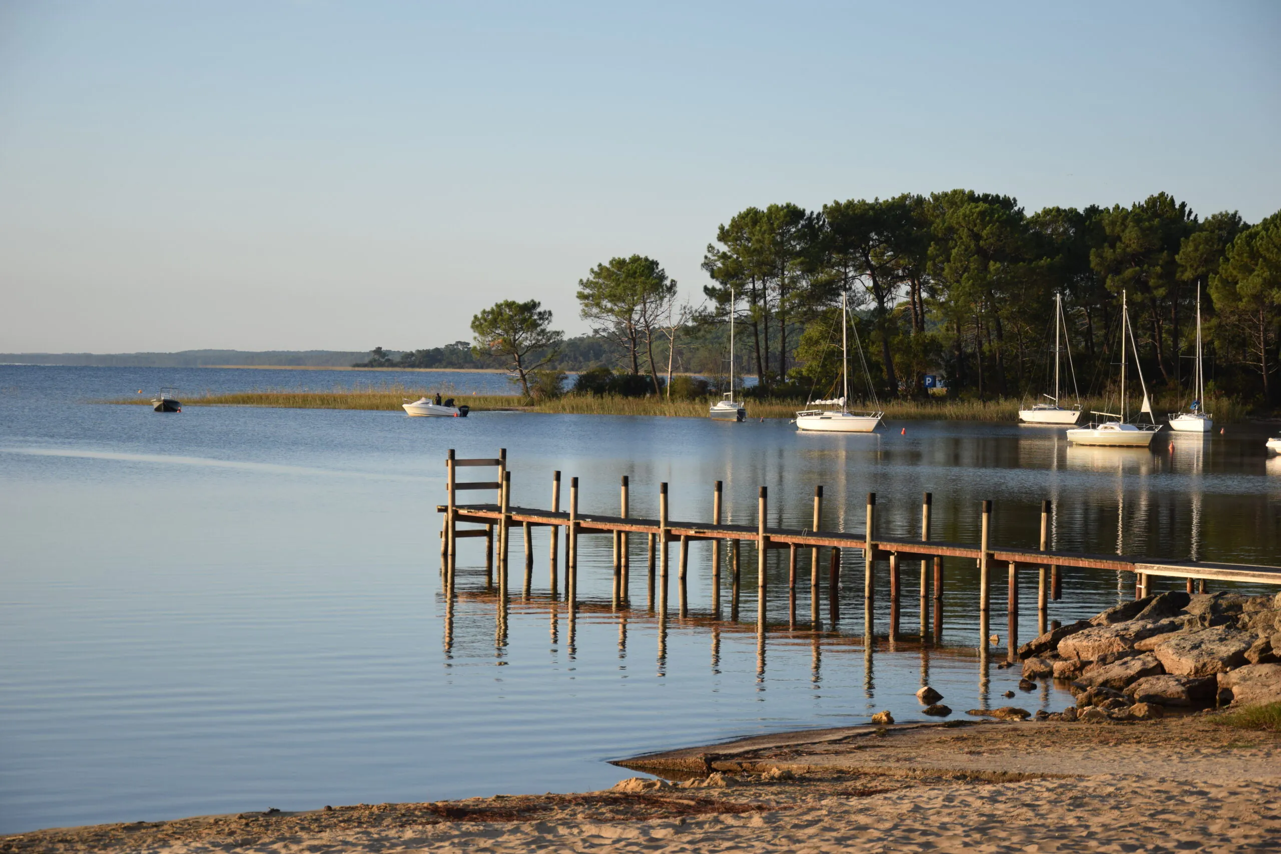 Sentier de la Lobélie Réserve naturelle de Hourtin Hourtin Nouvelle-Aquitaine