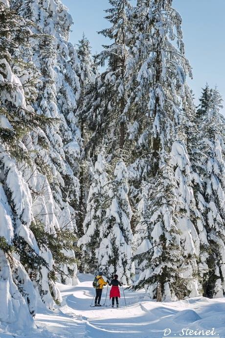 PISTE DE SKI DE FOND LIÈVRE Bussang Grand Est