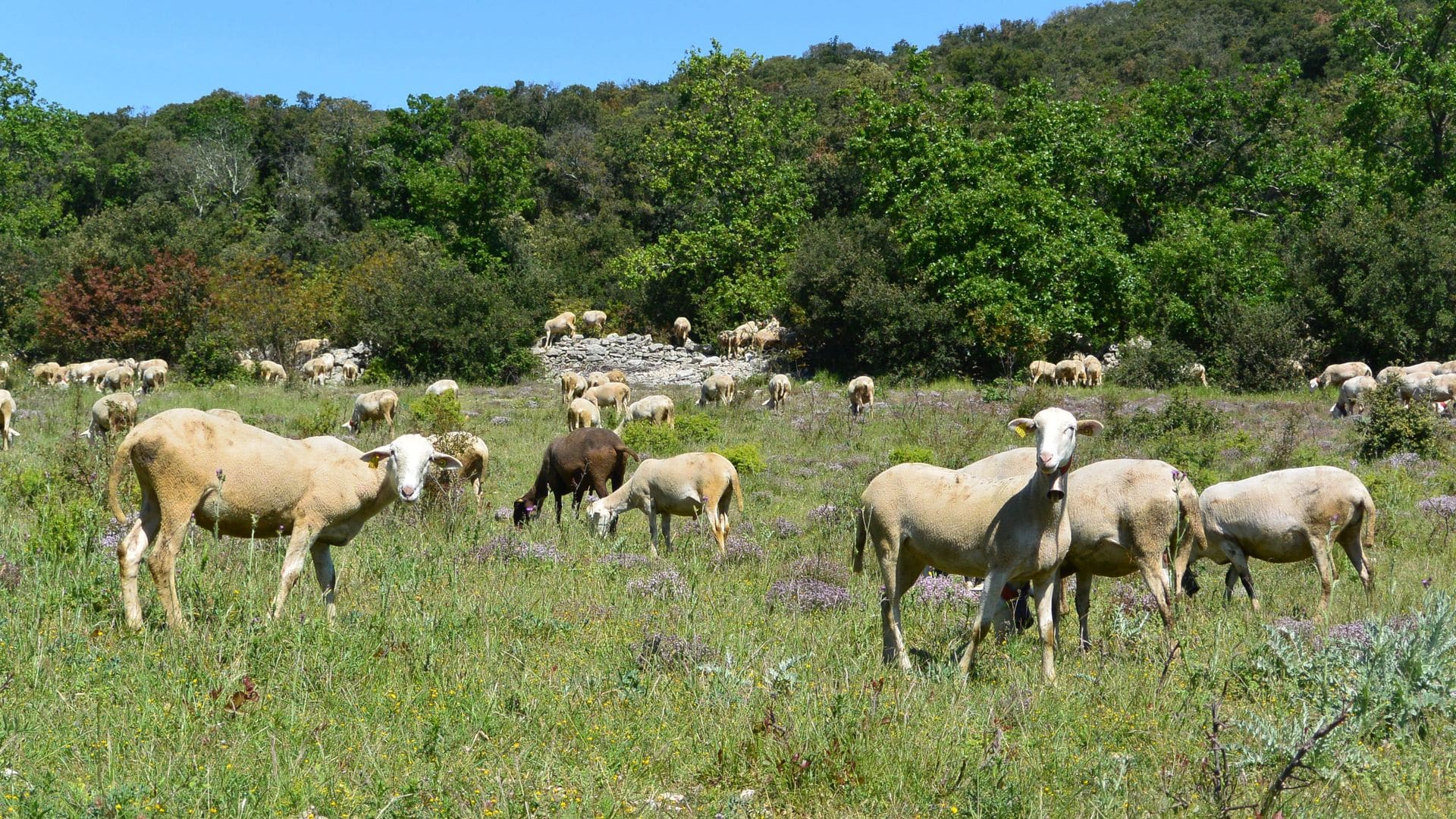 RANDONNEE DES DRAILLES Viols-le-Fort Occitanie