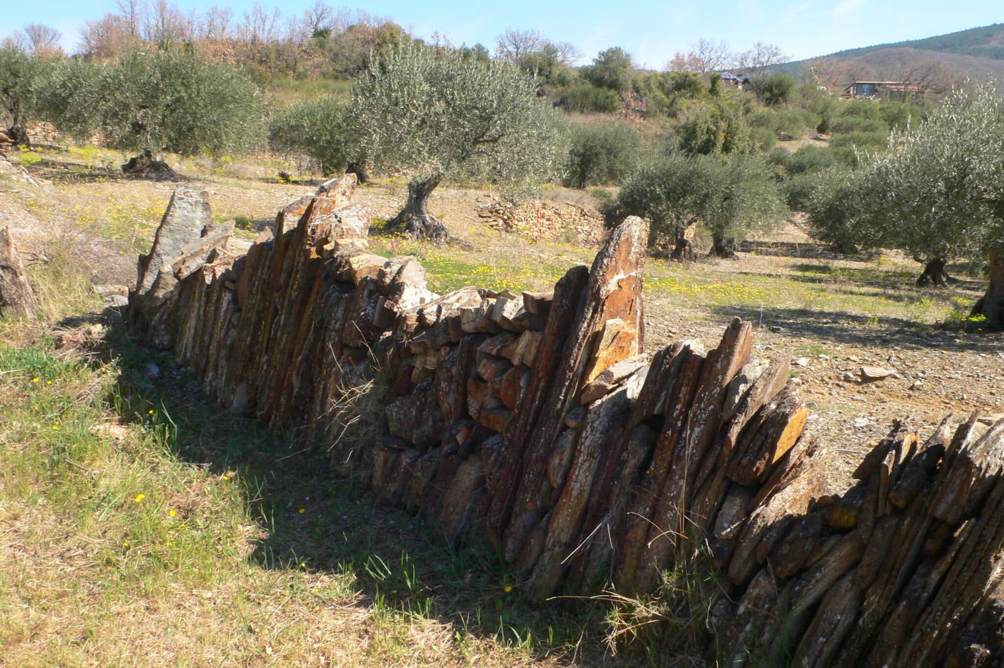 RANDONNÉE DES BOIS DE HOMS ET DE LATUDE Saint-Jean-de-la-Blaquière Occitanie