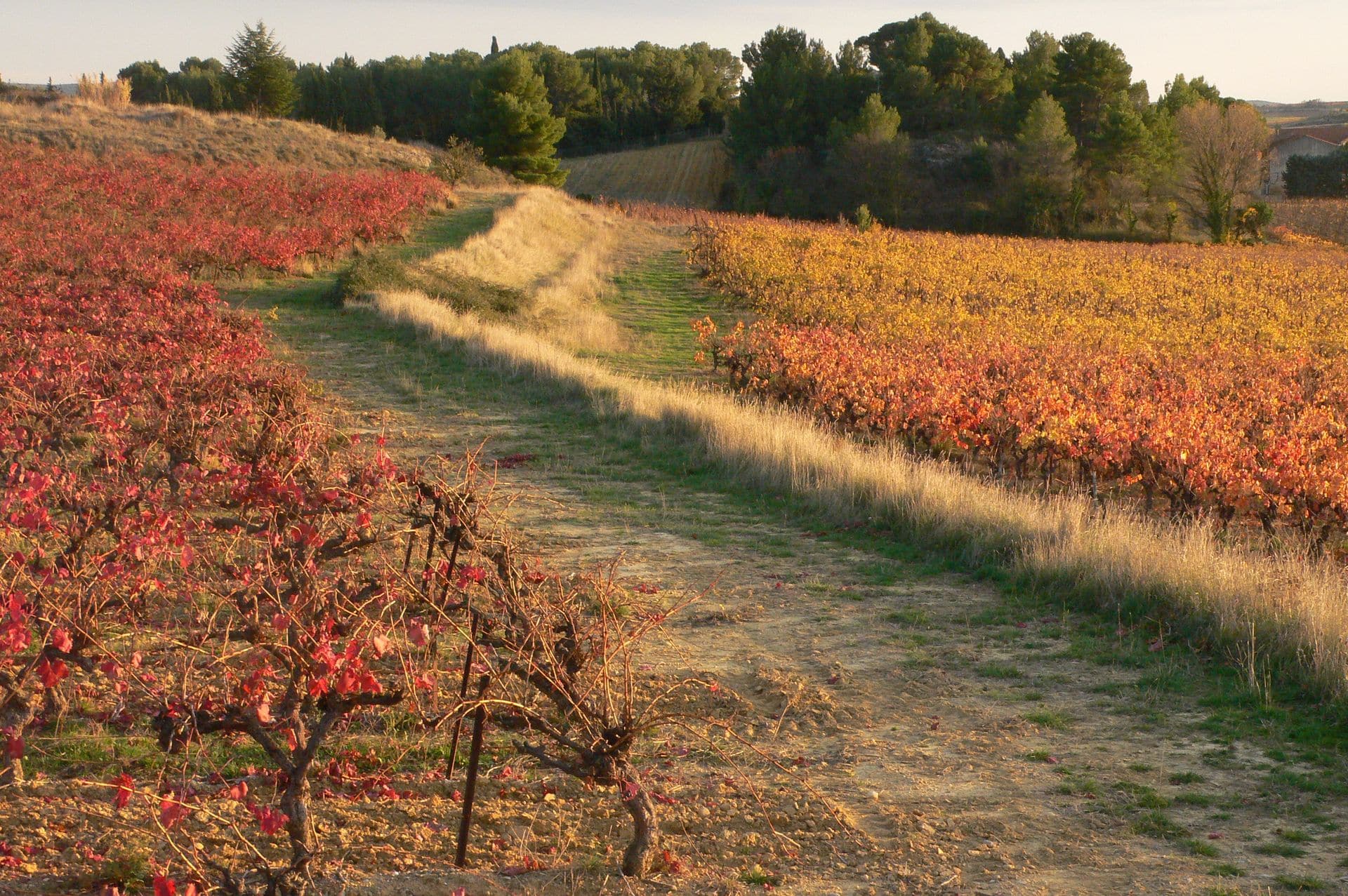 RANDONNE DU DOLMEN ET DU FOSSE DES YEUX Le Pouget Occitanie RANDONNE DU DOLMEN ET DU FOSSE DES YEUX Le Pouget Occitanie