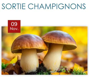 SORTIE CHAMPIGNONS