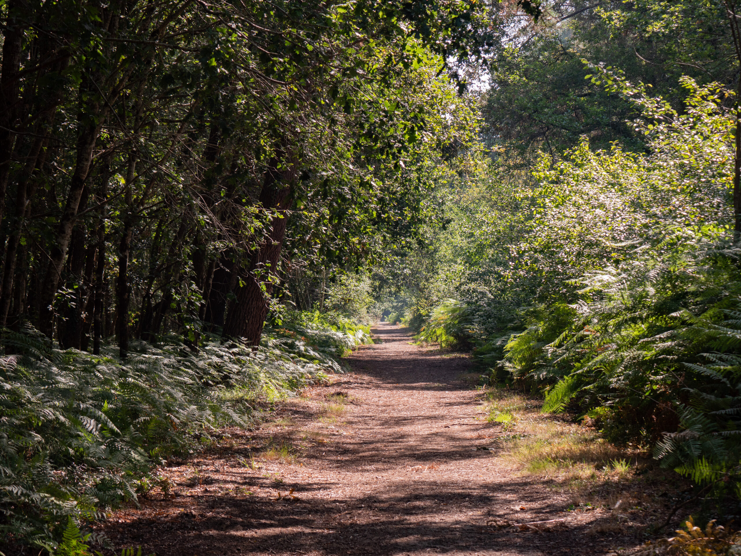 Le sentier de la Berle un sentier naturellement fun ! Lacanau Nouvelle-Aquitaine