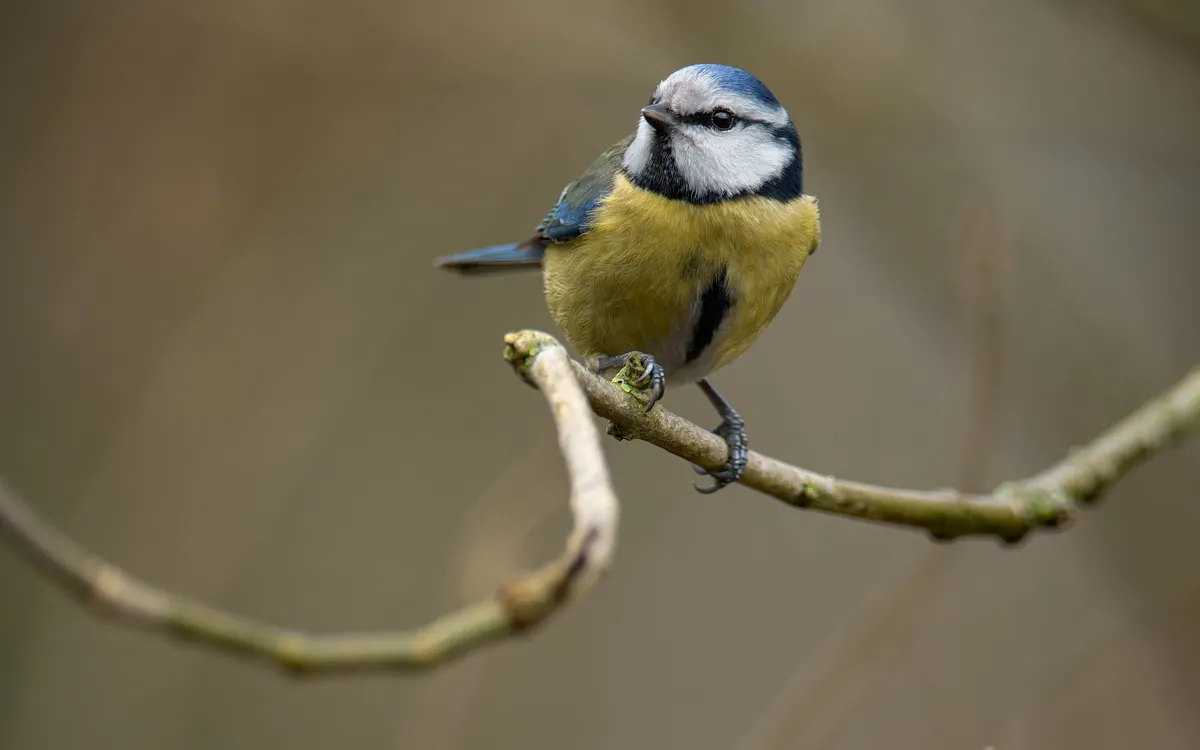 Sortie ornithologique pour les plus jeunes Maison Paris Nature Paris