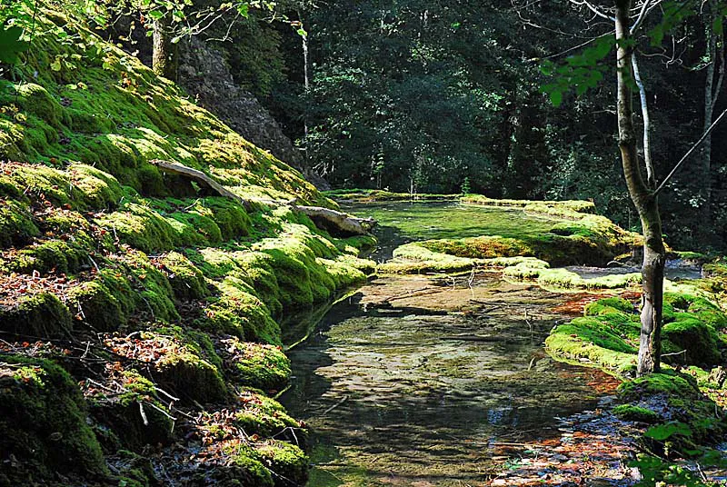 SENTIER DE DECOUVERTE DE LA TUFIERE Rolampont Grand Est