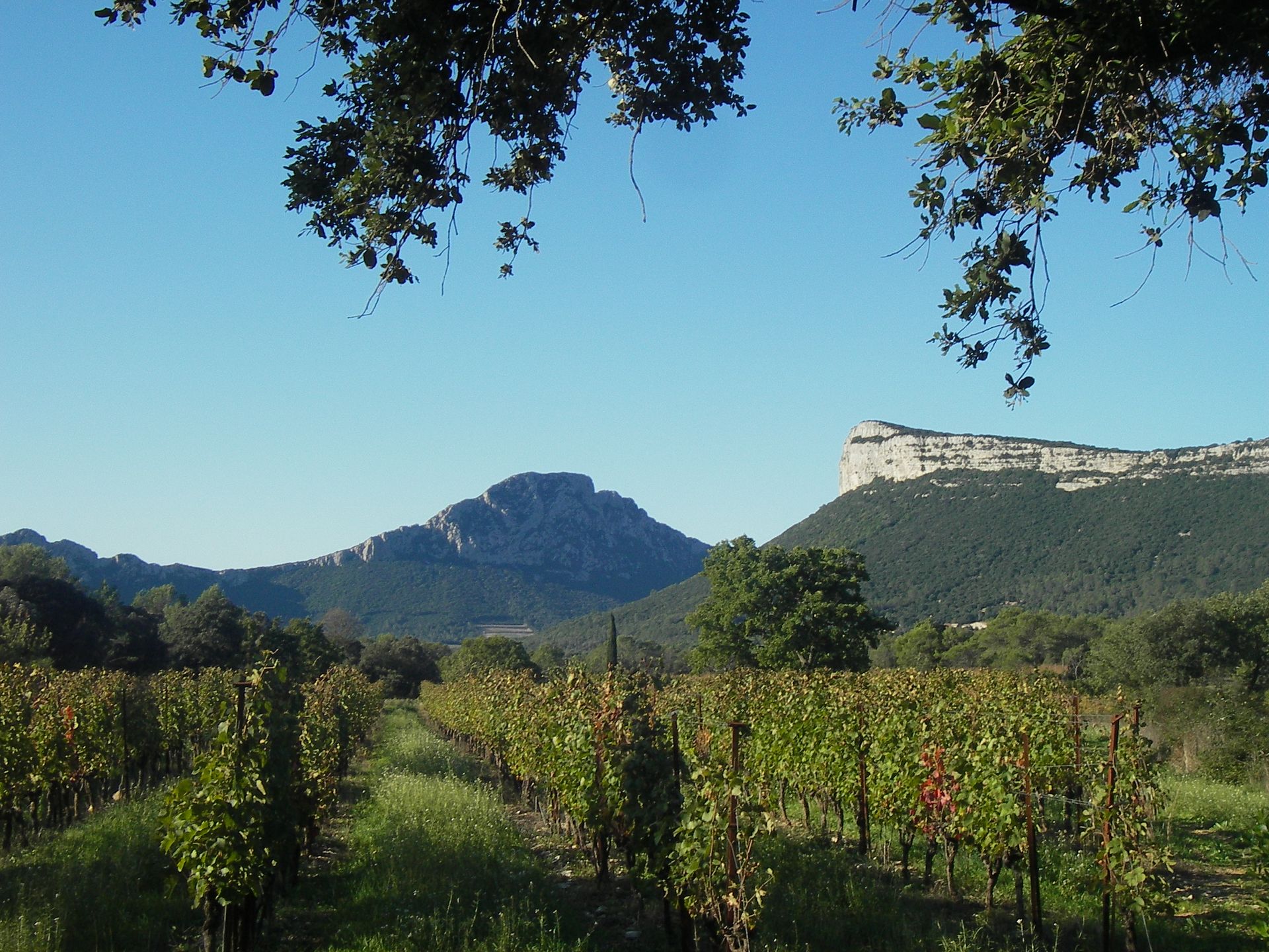 VIGNES EN PAYSAGES Saint-Mathieu-de-Tréviers Occitanie