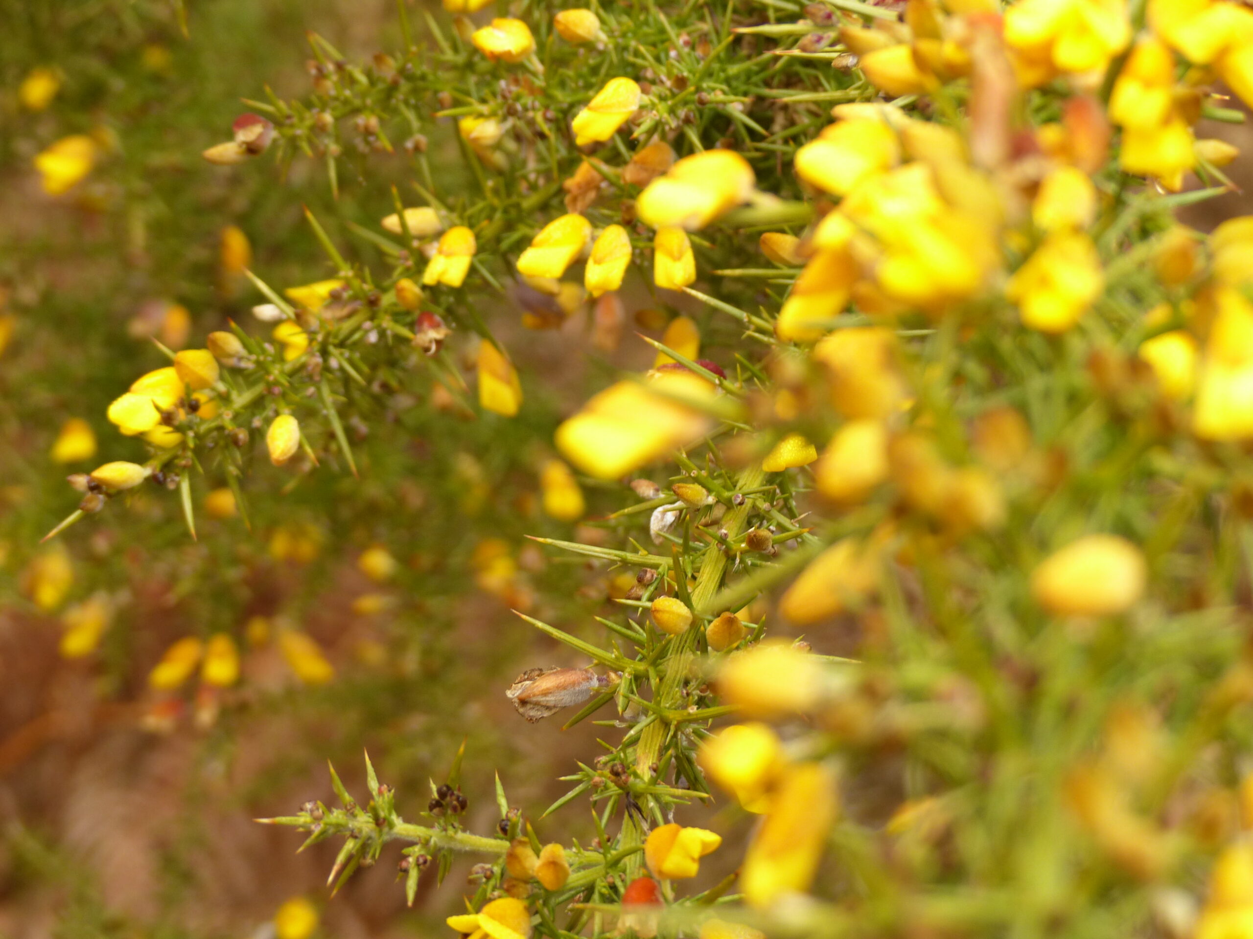 Plantes utiles au quotidien