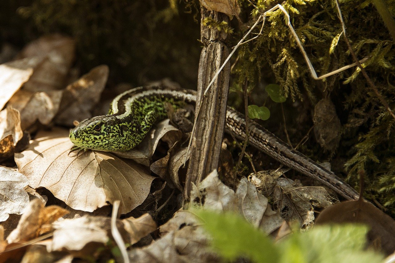 Accueil posté "spécial reptiles"