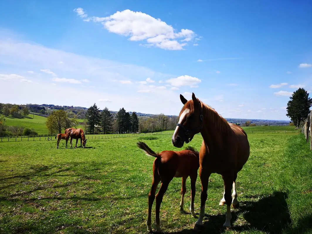 Concours élevage chevaux 2 et 3 ans