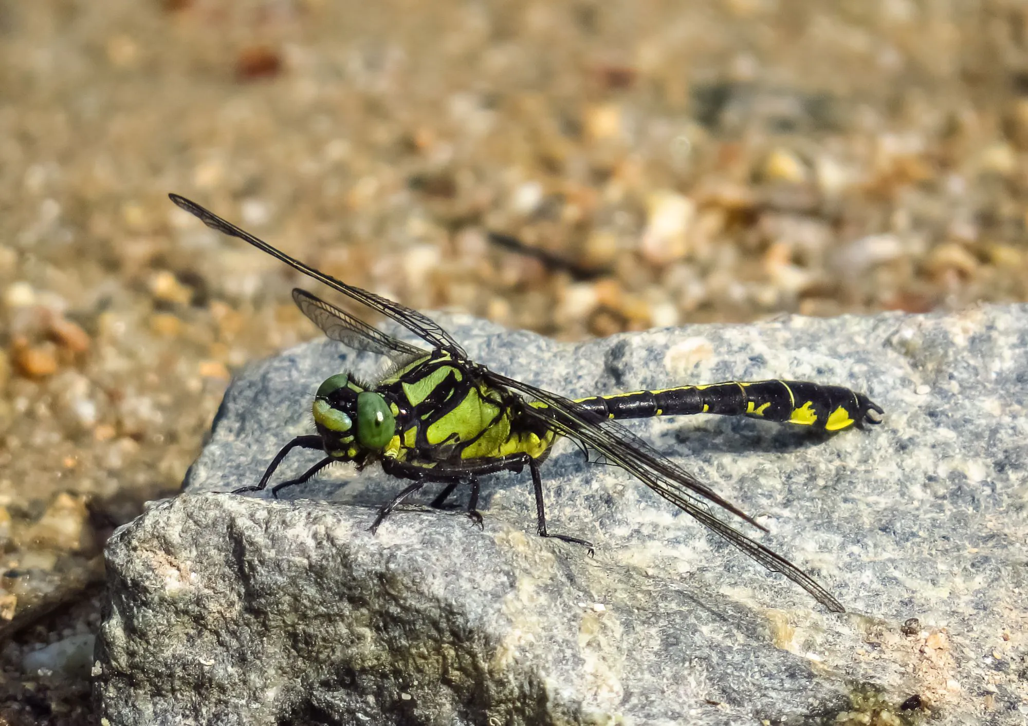 La double vie de Cécilia découverte et inventaire des libellules