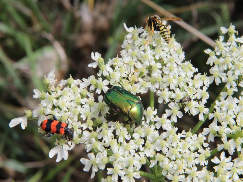 Sortie " Insectes et plantes sauvages "