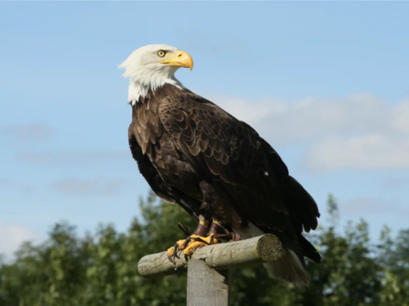 Fête des rapaces et "Spectacle de fauconnerie" à Terres d'Oiseaux