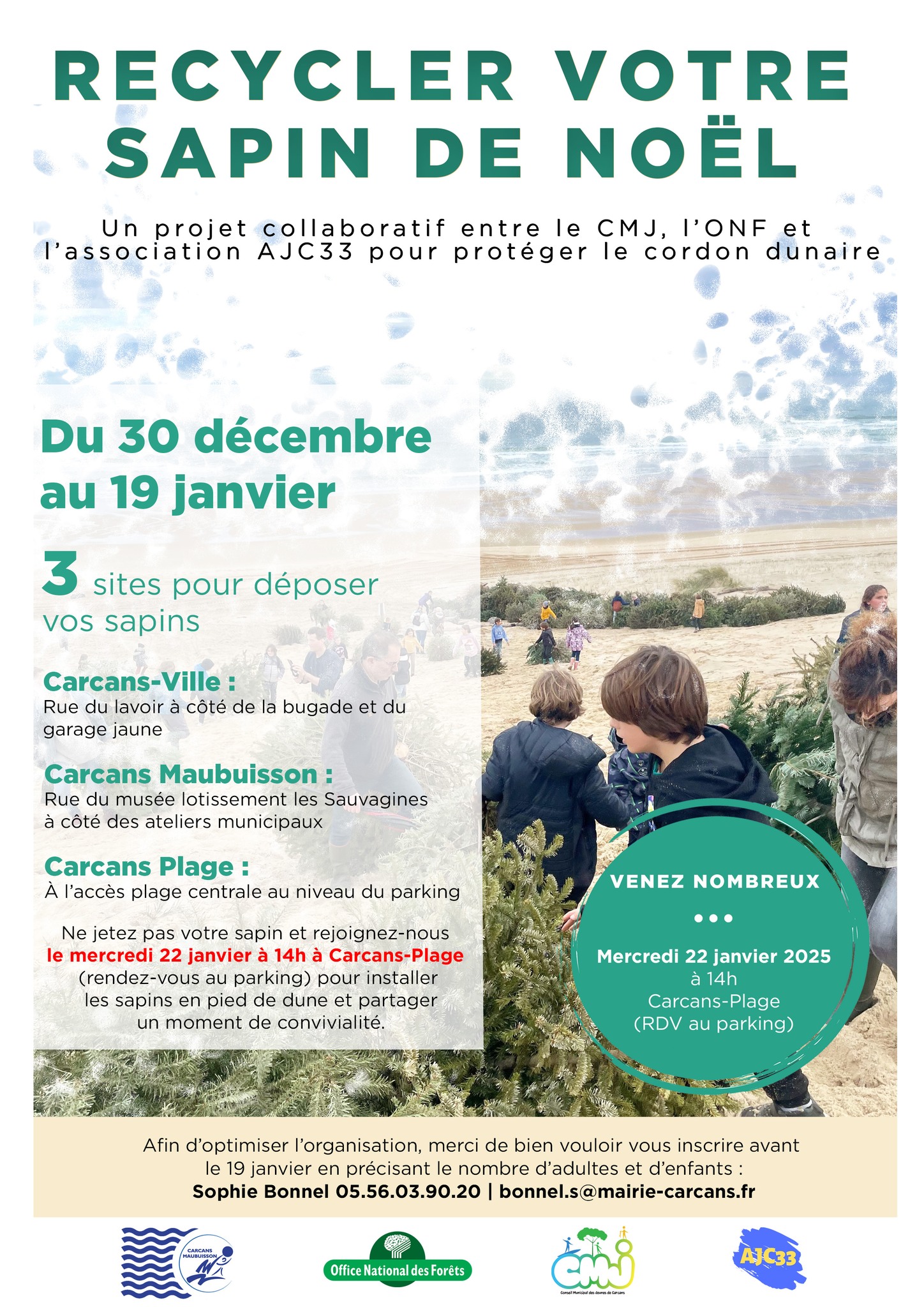 Installation des sapins en pied de dune (protection du cordon dunaire)