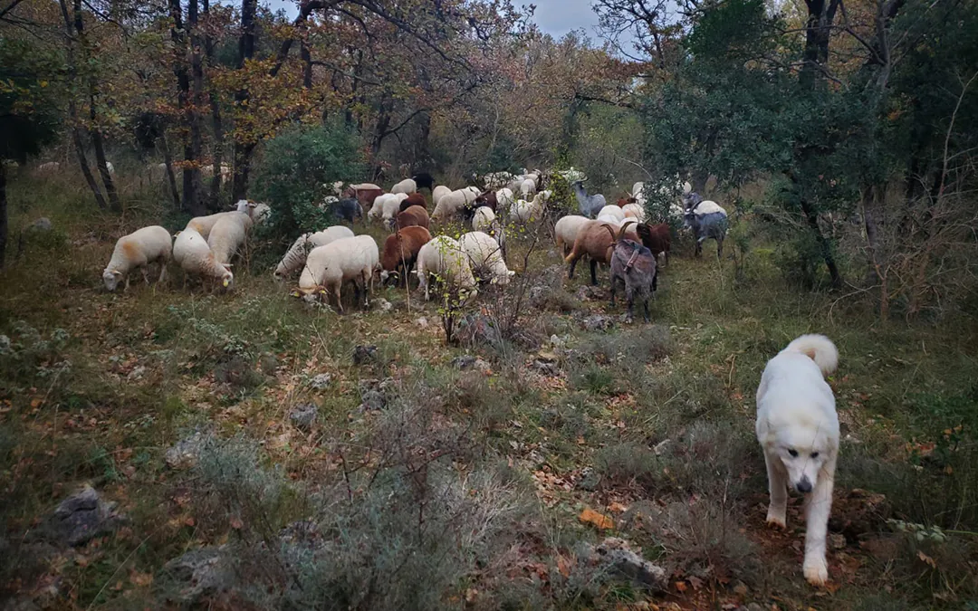 PETITE TRANSHUMANCE HIVERNALE