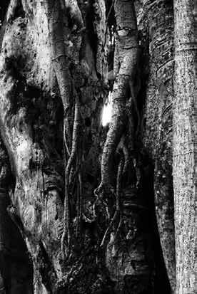 Exposition artistique "L'arbre dans tous ses états"