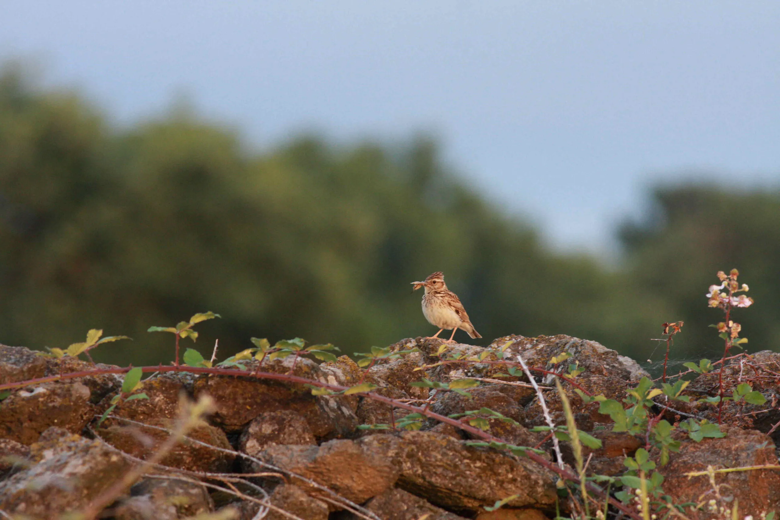 DÉCOUVERTE DES OISEAUX DE LA VALLÉE DU SALAGOU