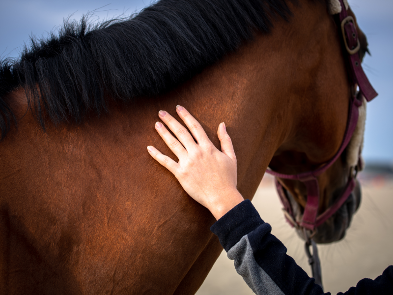 Les Franciscaines au galop Camillle Vercken