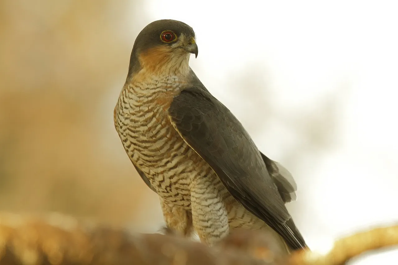 Découverte des rapaces