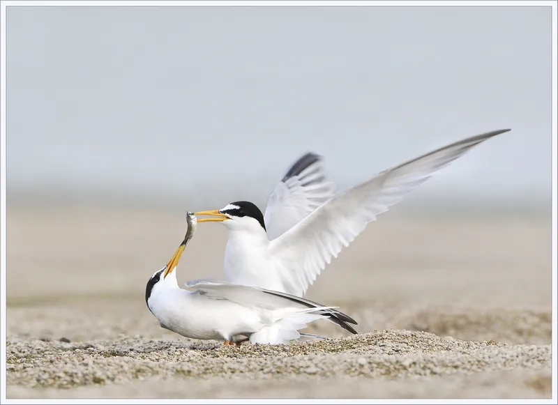 Balade Loire Les oiseaux des bancs de sable