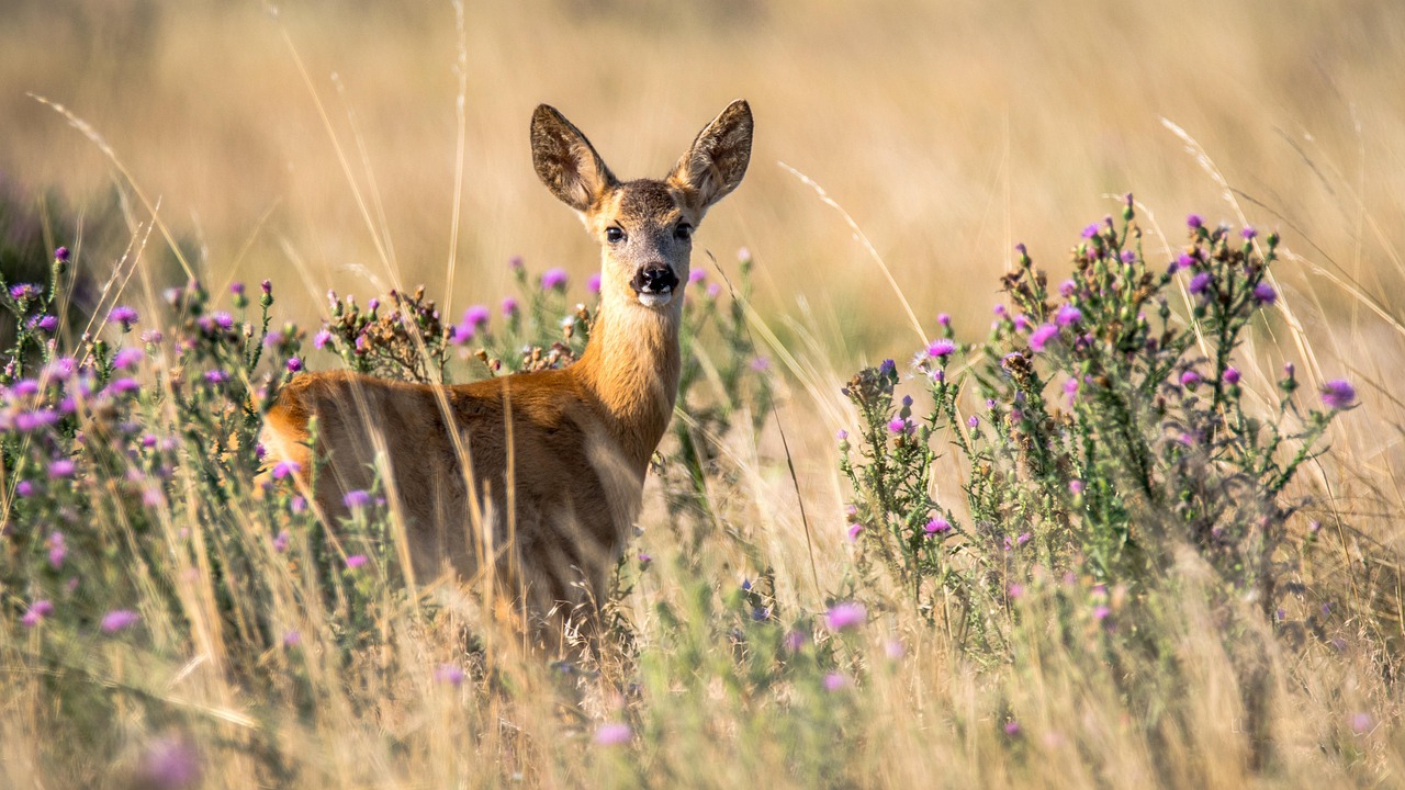 Initiation au pistage animalier