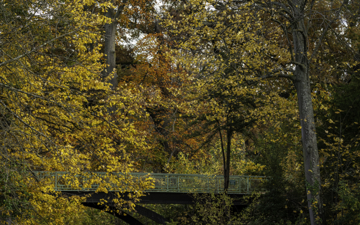 Les Foulées de l'Assurance 2025 Bois de Boulogne Paris