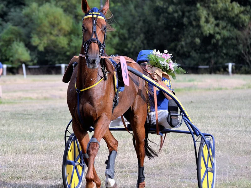 Course de trot à l'Hippodrome de Lisieux Premium