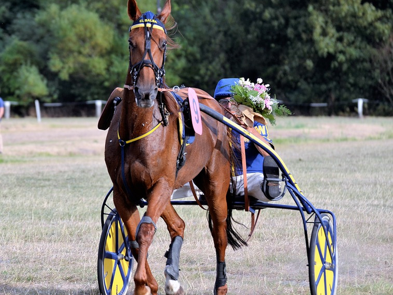 Course de trot à l'Hippodrome de Lisieux PMH