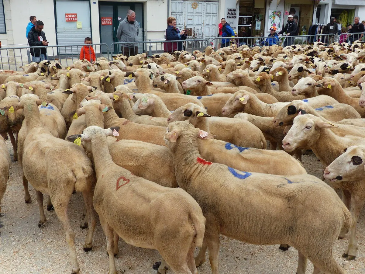 Transhumance Rocamadour Luzech