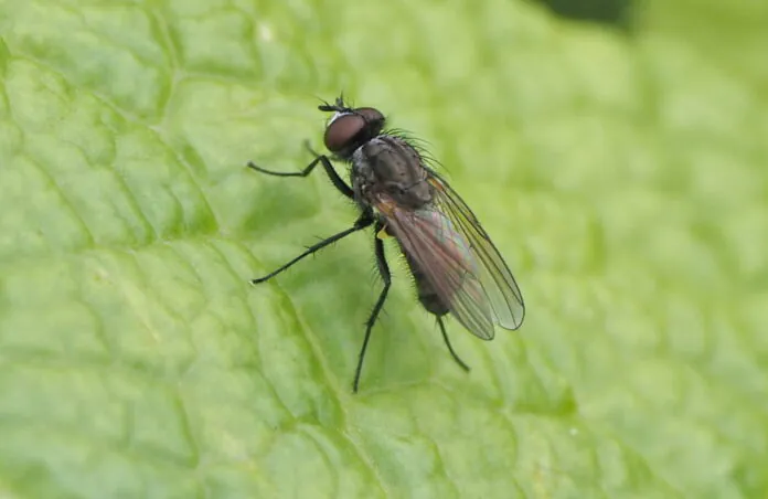 mouche du chou