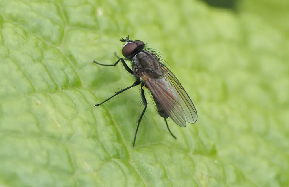 mouche-du-chou Anne-Marie Cortesero