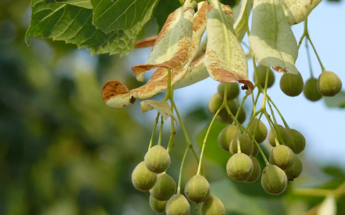 Quiz : déplacement des fruits et graines Maison Paris Nature Paris