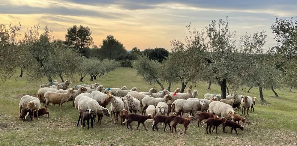 TRANSHUMANCE DE NOËL